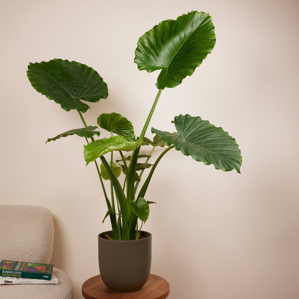 Alocasia Gageana California – Planta de interior