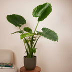 Alocasia Gageana California – Planta de interior