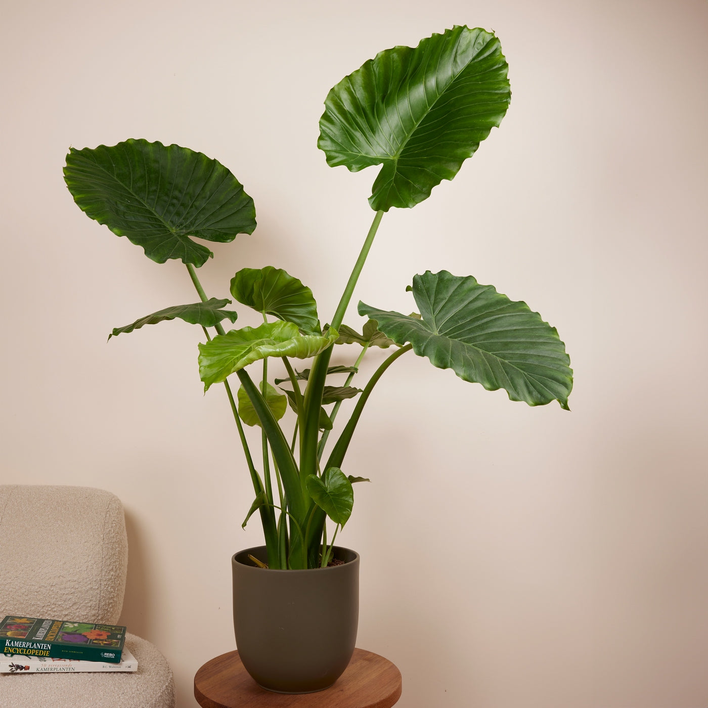 Alocasia Gageana California – Planta de interior