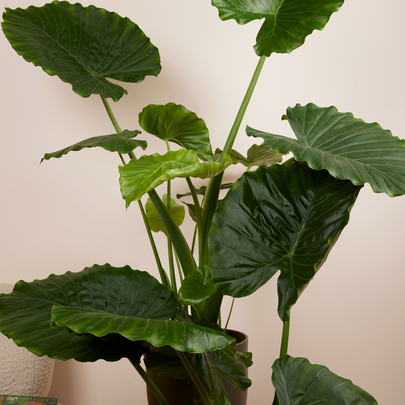 Alocasia Gageana California – Planta de interior