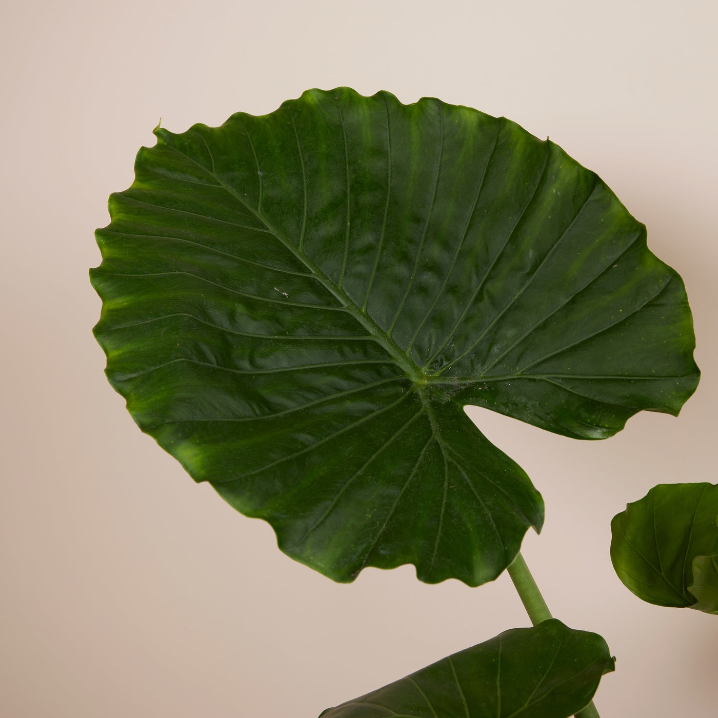 Alocasia Gageana California – Planta de interior