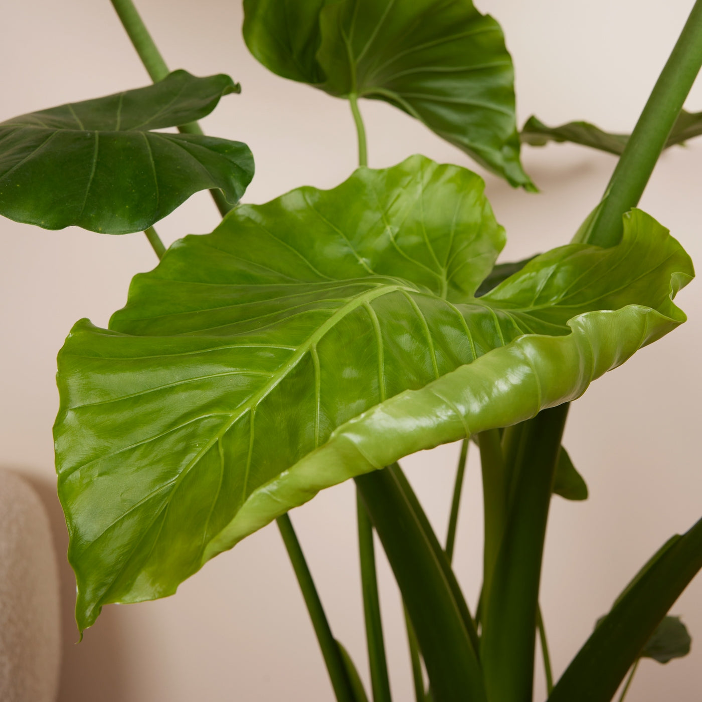 Alocasia Gageana California – Planta de interior
