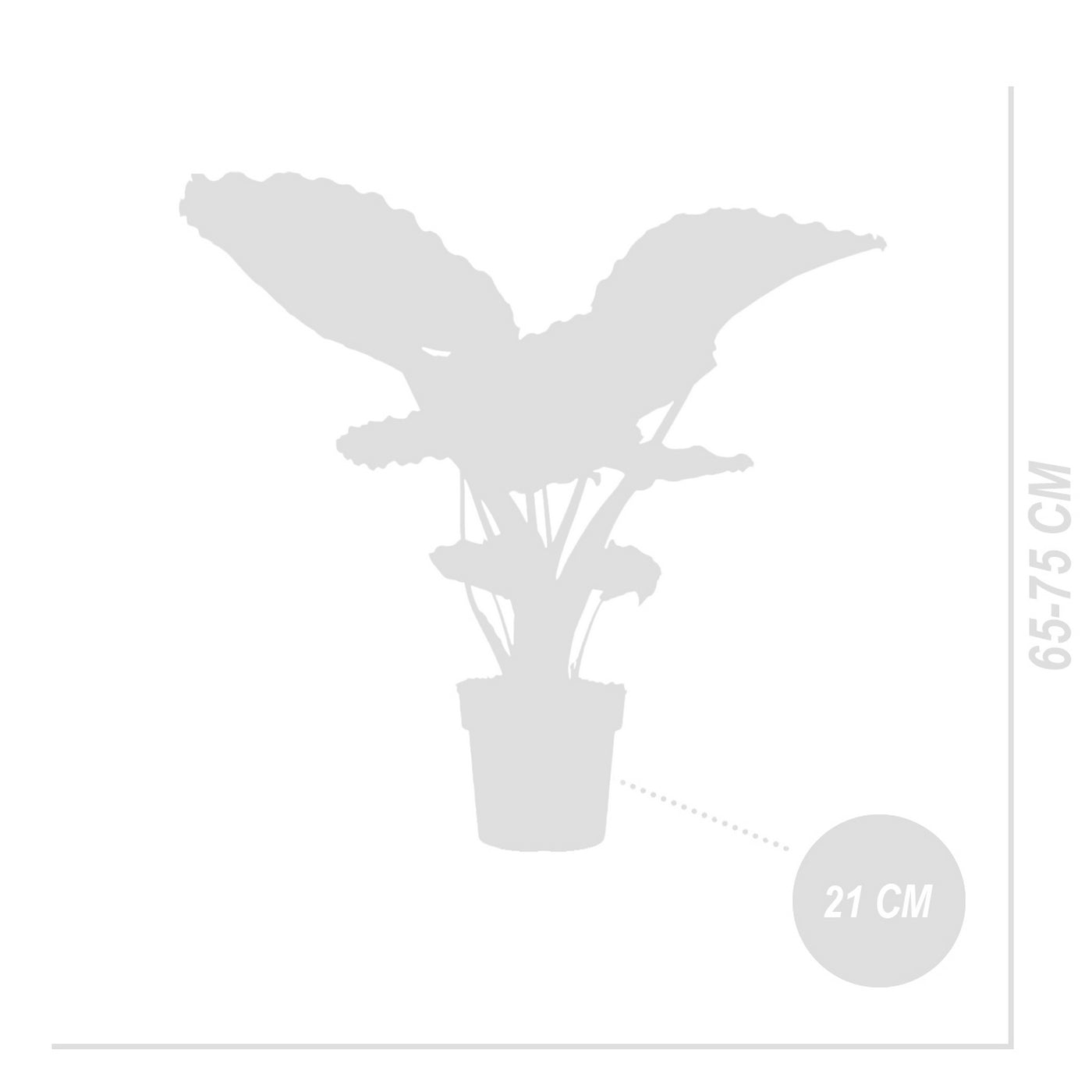 Alocasia Gageana California – Planta de interior