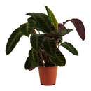 Calathéa Warscewiczii – Plante D'Intérieur