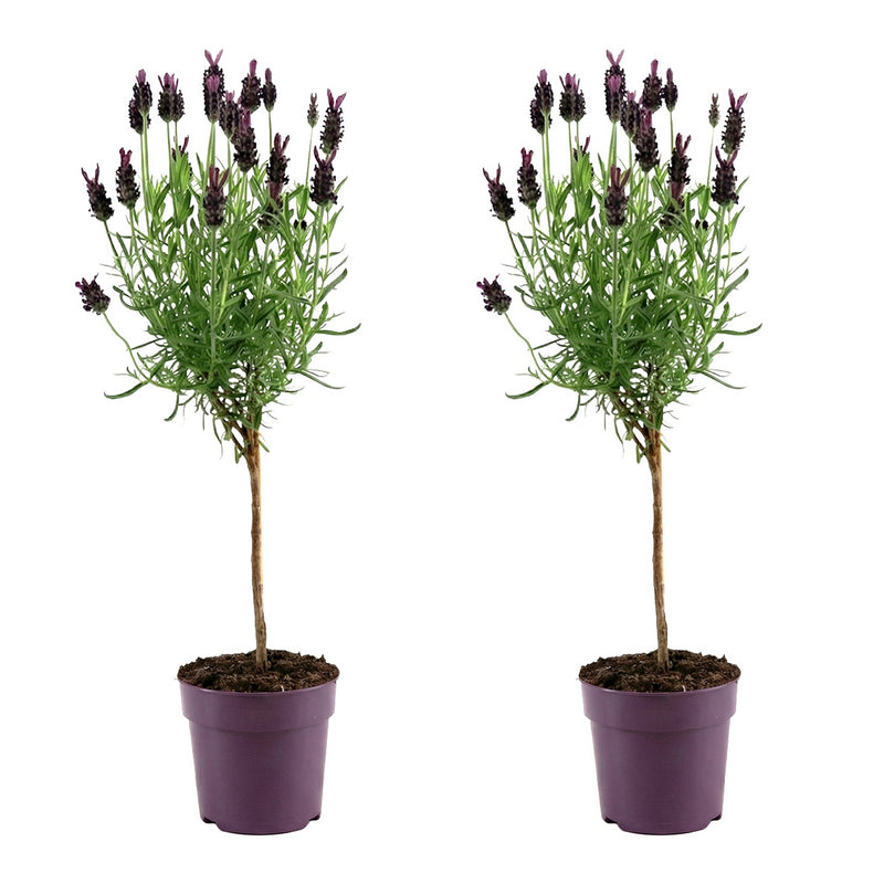 Lot De 2 Lavandes En Tige – Plante D'Extérieur