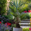 Palmera Trachycarpus – Planta de exterior