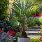 Palmera Trachycarpus – Planta de exterior