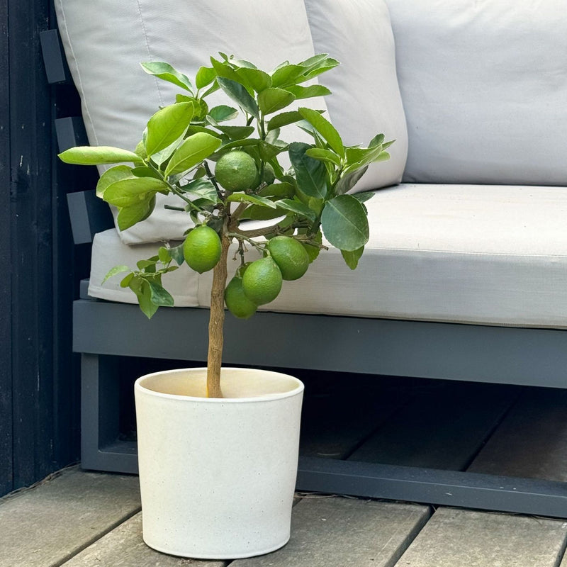 Citronnier - Citrus Limon – Plante D'Extérieur