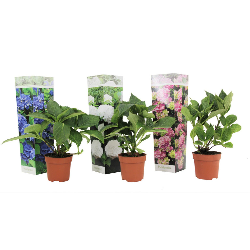 Lote de 3 hortensias blancas, rosas y azules – planta de exterior