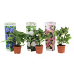 Lote de 3 hortensias blancas, rosas y azules – planta de exterior