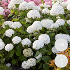 Set de 2 Hortensias Strong Annabel - Planta exterior