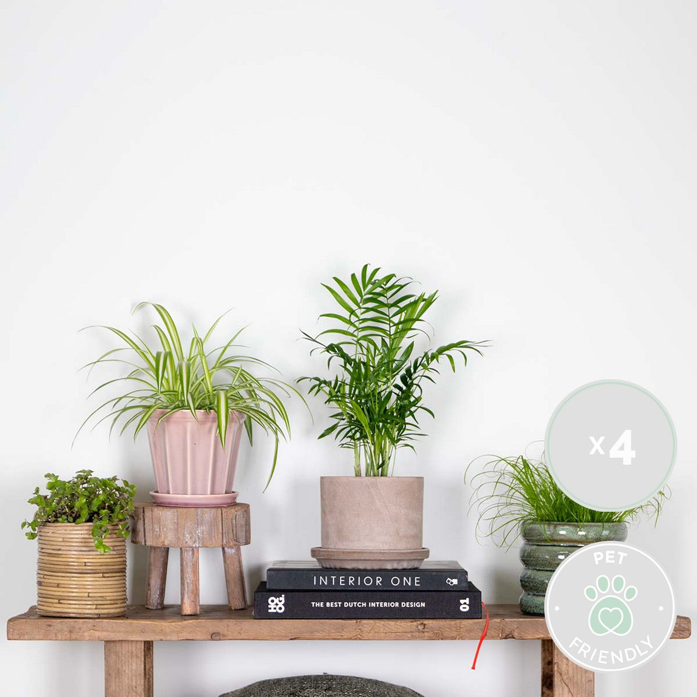 Lote de 4 plantas aptas para mascotas – Planta de interior