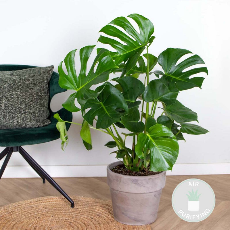 Monstera Deliciosa – Planta de interior