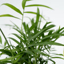 Lot De 4 Plantes Faciles D'Entretien – Plante D'Intérieur