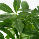 Pachira Money Tree – Houseplant