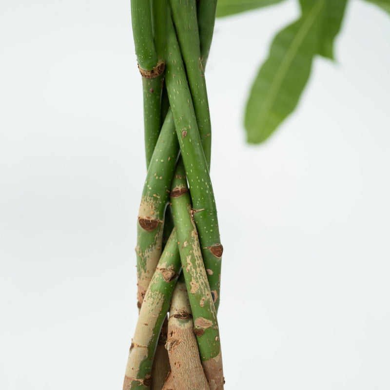 Pachira Money Tree – Houseplant