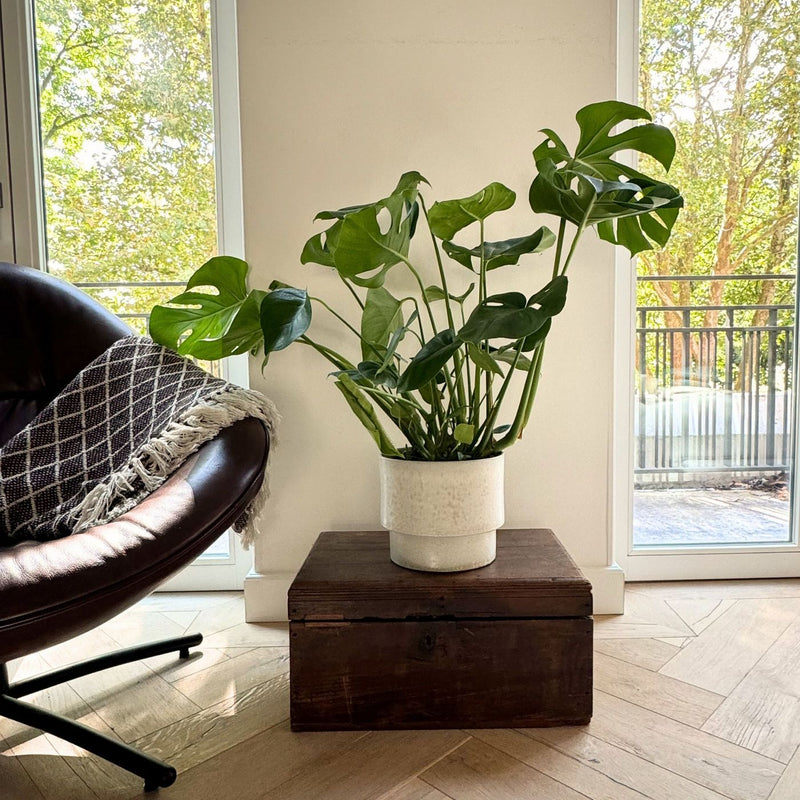 Monstera Deliciosa – Planta de interior