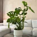 Monstera Deliciosa – Planta de interior