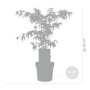 Érable Du Japon - Acer Atropurpureum – Plante D'Extérieur