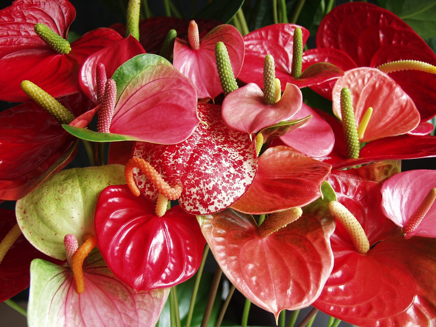 Anthurium Rojo – Planta de Interior
