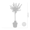 Set of 2 Salix Flamingo – Outdoor Plant