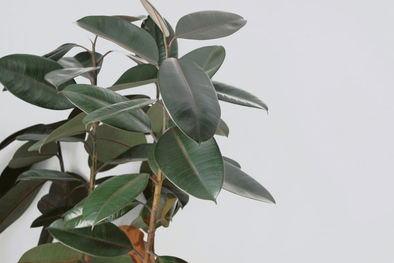 Lot De 2 Ficus Elastica Robusta – Plante D'Intérieur