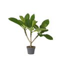 Plumeria Frangipani – Plante D'Intérieur