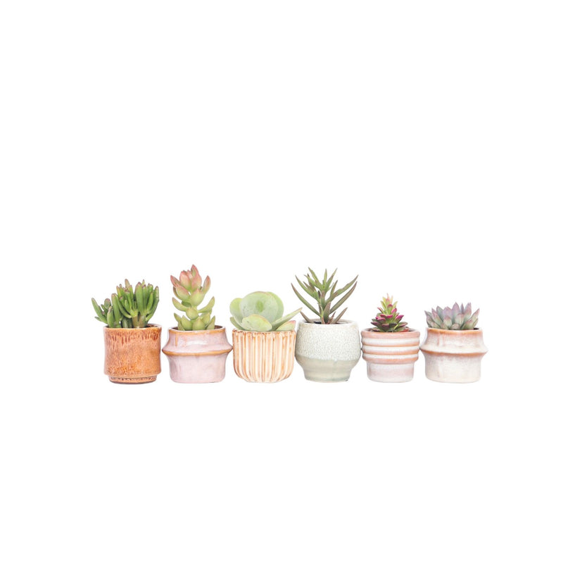 Lot De 6 Succulentes – Plante D'Intérieur