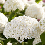 Set de 2 Hortensias Strong Annabel - Planta exterior