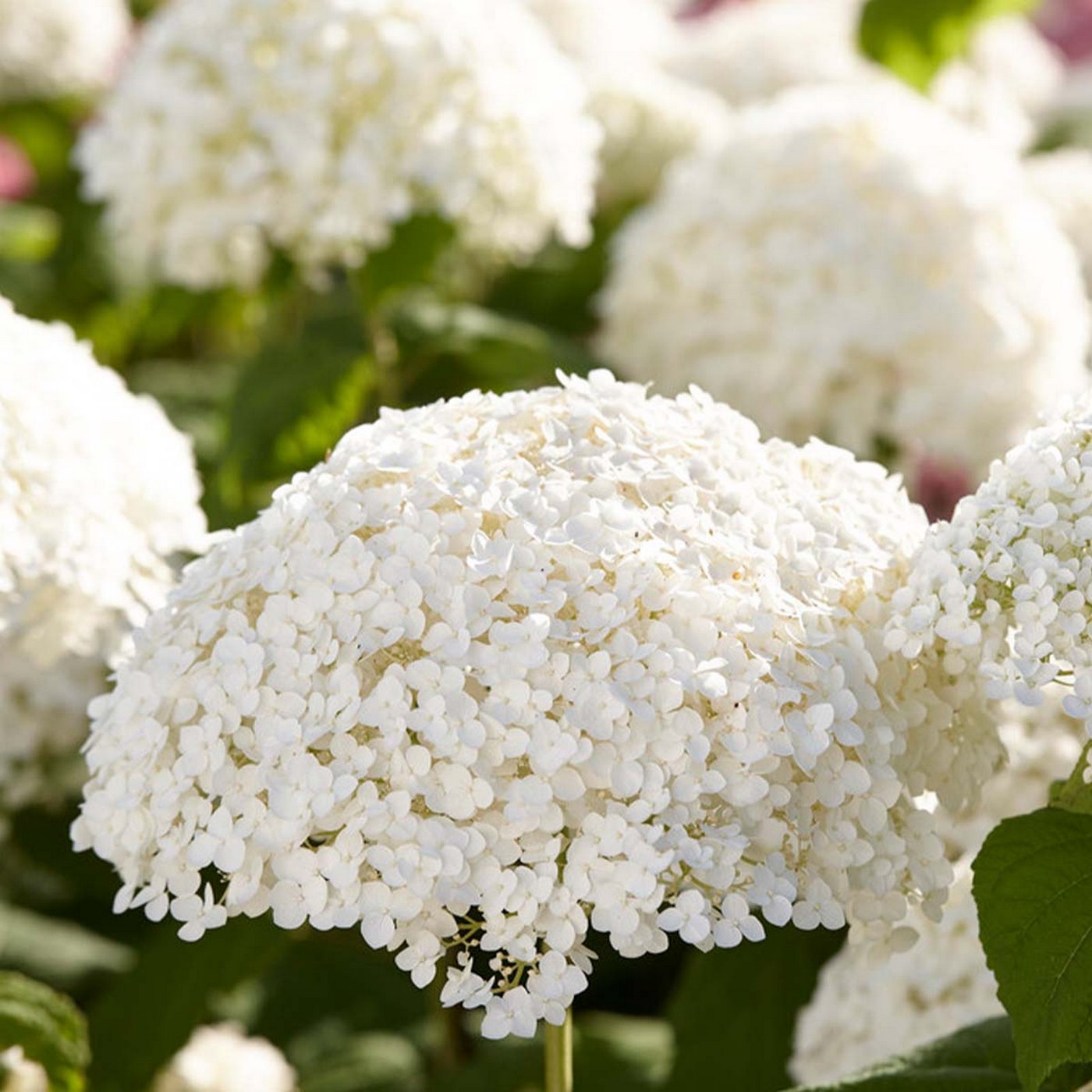 Set de 2 Hortensias Strong Annabel - Planta exterior