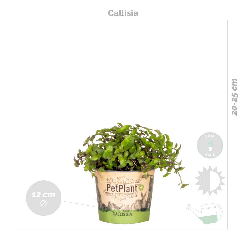 Lote de 4 plantas aptas para mascotas – Planta de interior