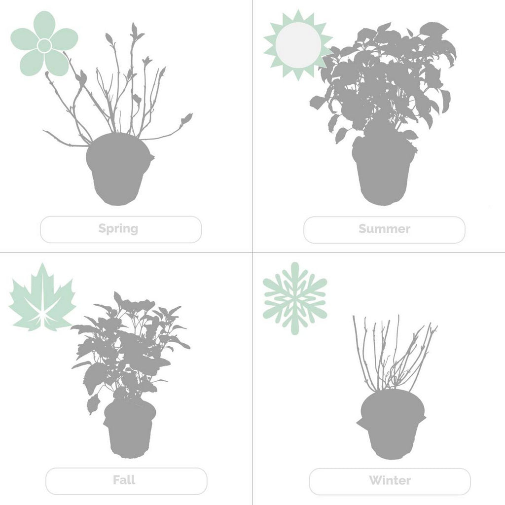 Set de 2 Hortensias Strong Annabel - Planta exterior