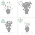 Set de 2 Hortensias Strong Annabel - Planta exterior