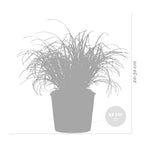 Juego de 3 hierba gatera Cyperus Zumula - Planta de interior