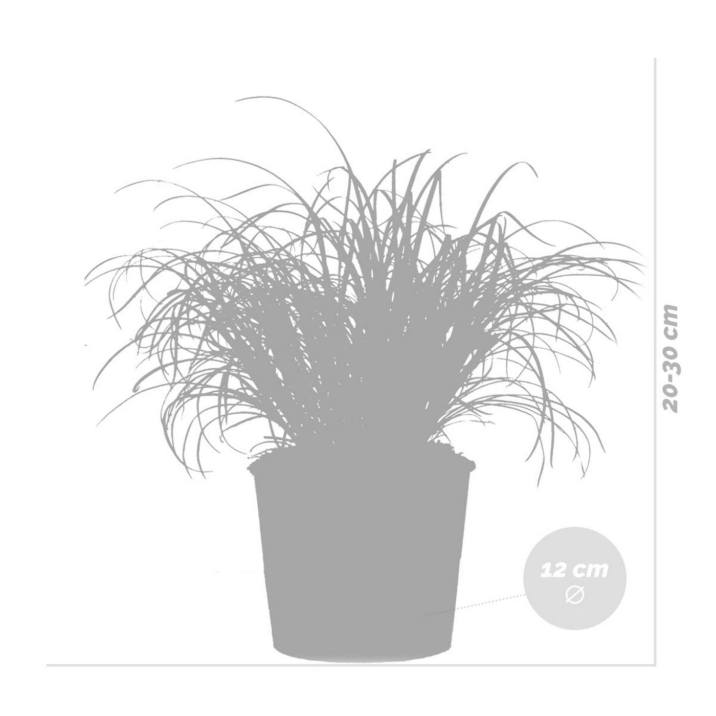 Juego de 3 hierba gatera Cyperus Zumula - Planta de interior