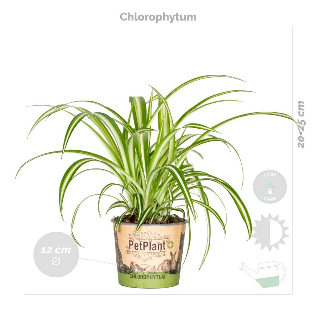 Lote de 4 plantas aptas para mascotas – Planta de interior
