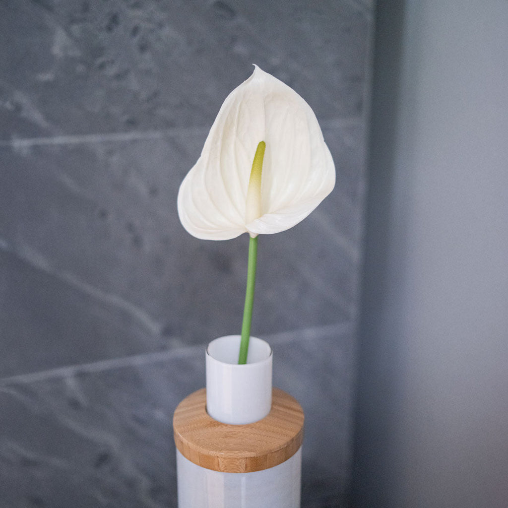 Anthurium Crème