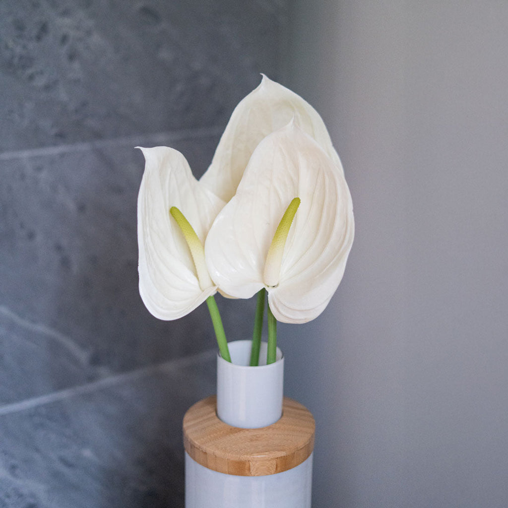 Anthurium Crème