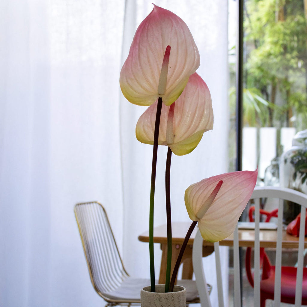 Anthurium Rose Pâle