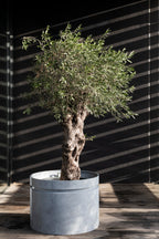 Urban Jungle - Planter - L - Fibreglass - Grey