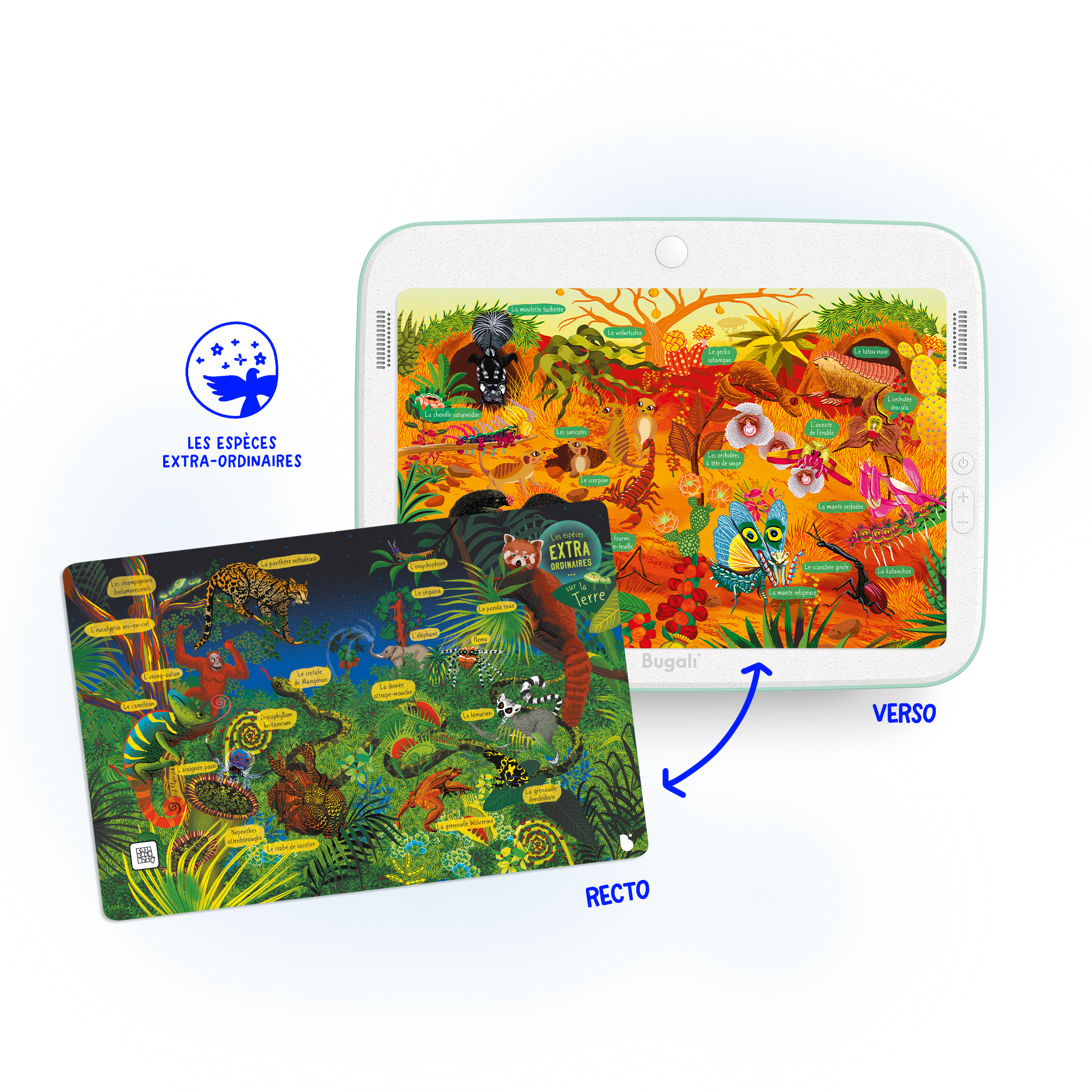 Box of 5 Interactive Zoom Cards! (5+)