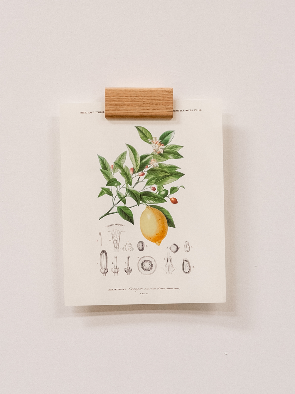 Raisin Poster Holder