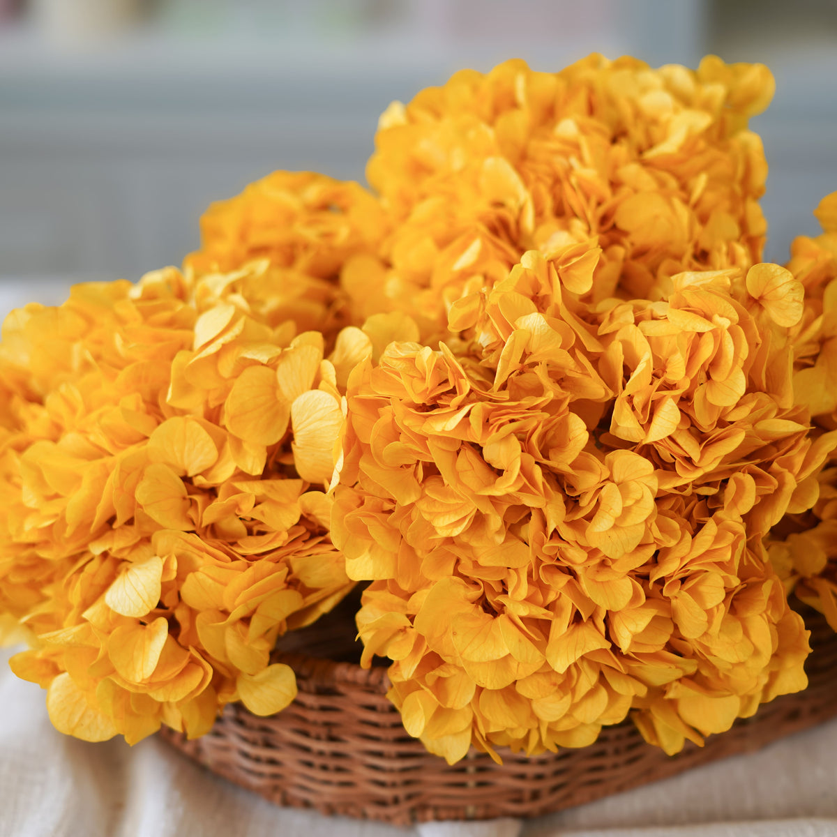 Hortensia Amarillo Mostaza