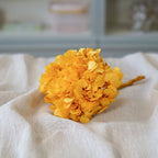 Hortensia Amarillo Mostaza