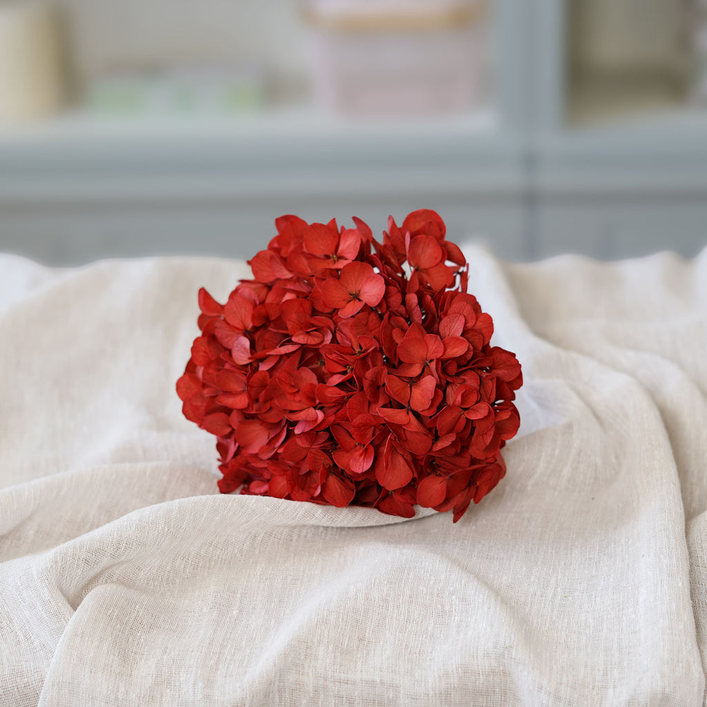 Hortensia Rouge
