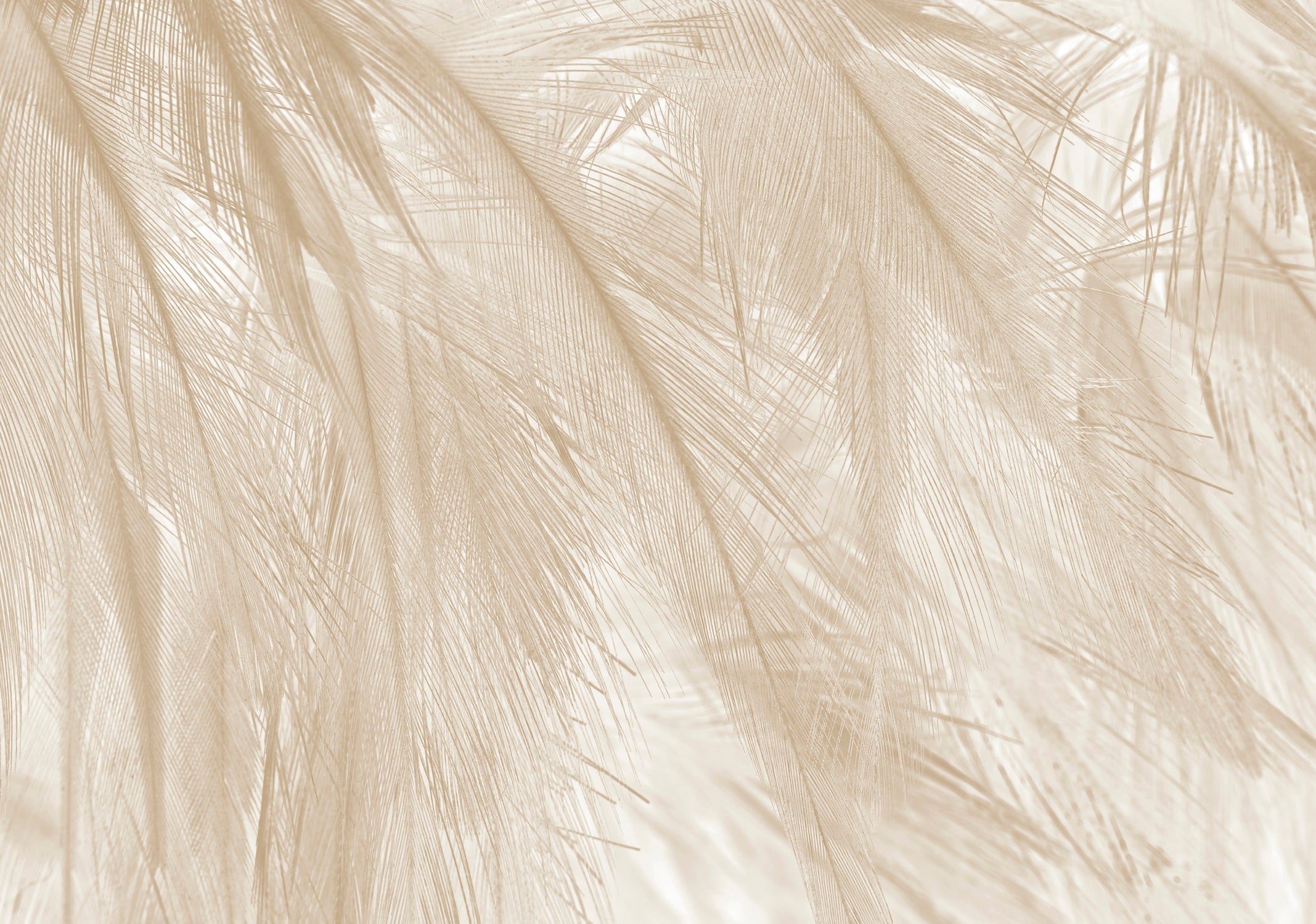 Papier Peint Panoramique - Soft - Beige