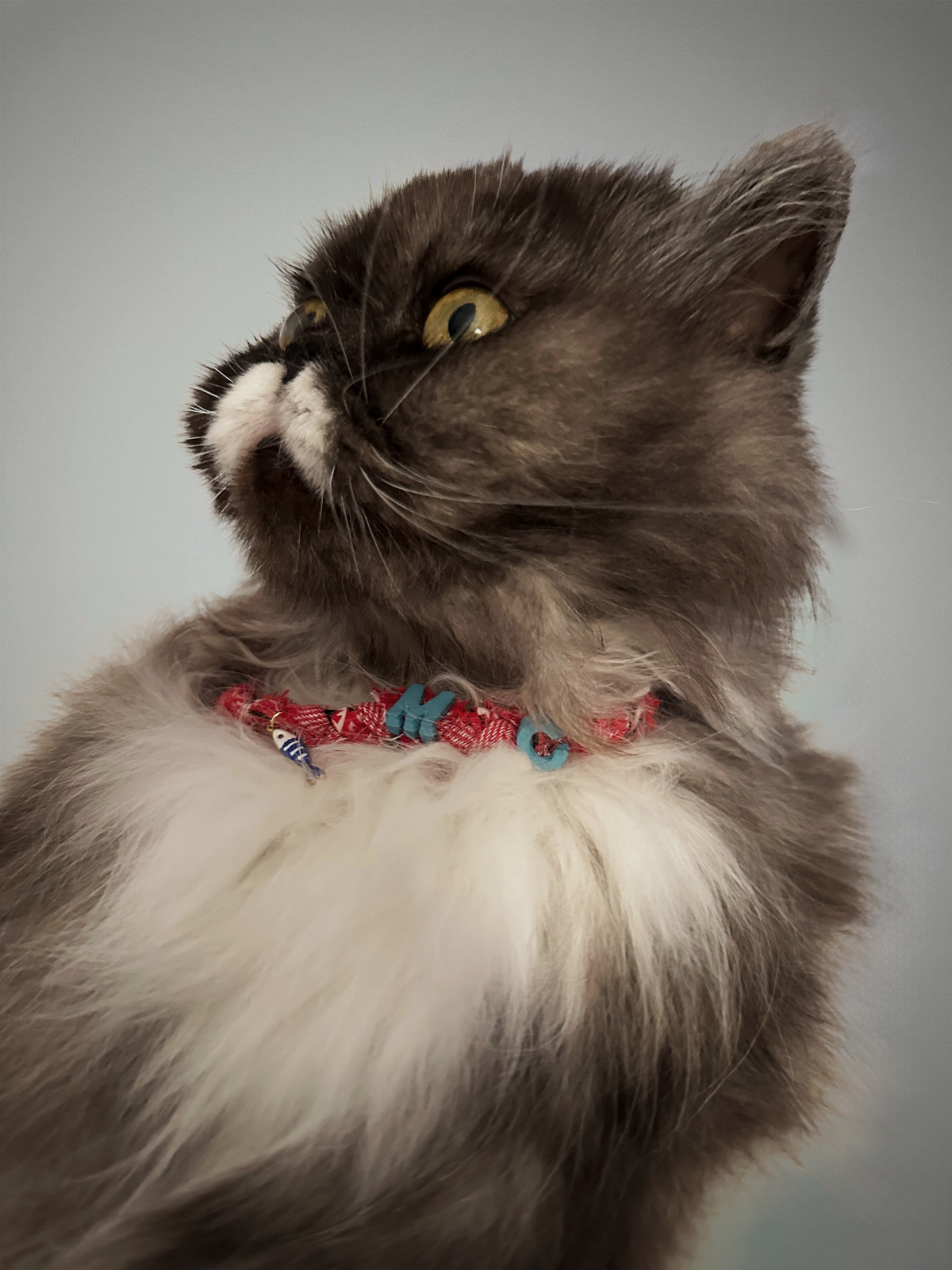 Mexico Cat Collar - Customisable Initial