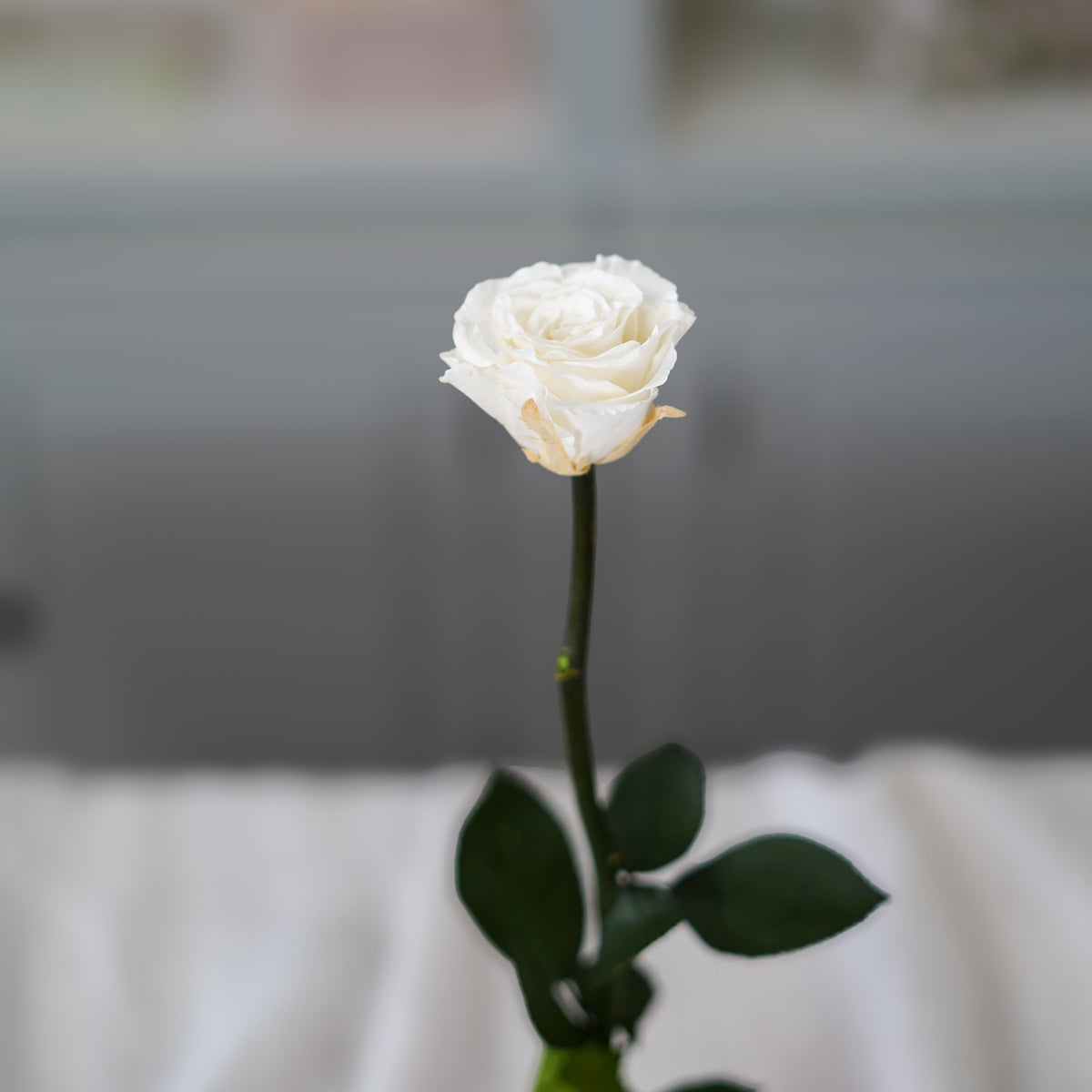 Rose Éternelle Ivoire