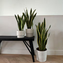 Set of 2 Sansevières Laurentii – Houseplant