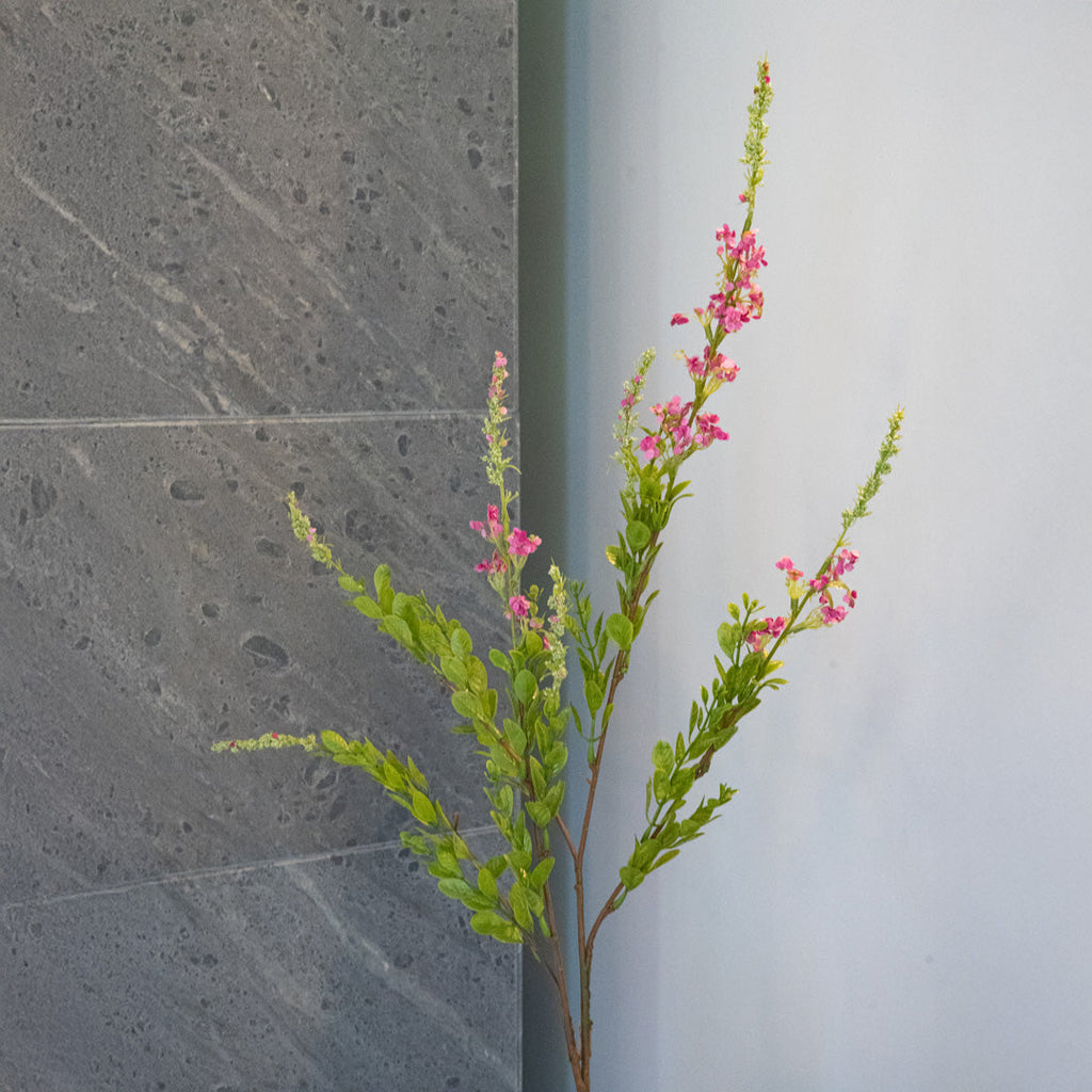 Salvia Rosa